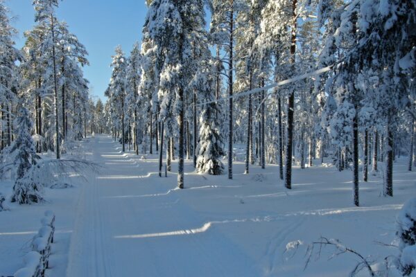Latu Jämillä.