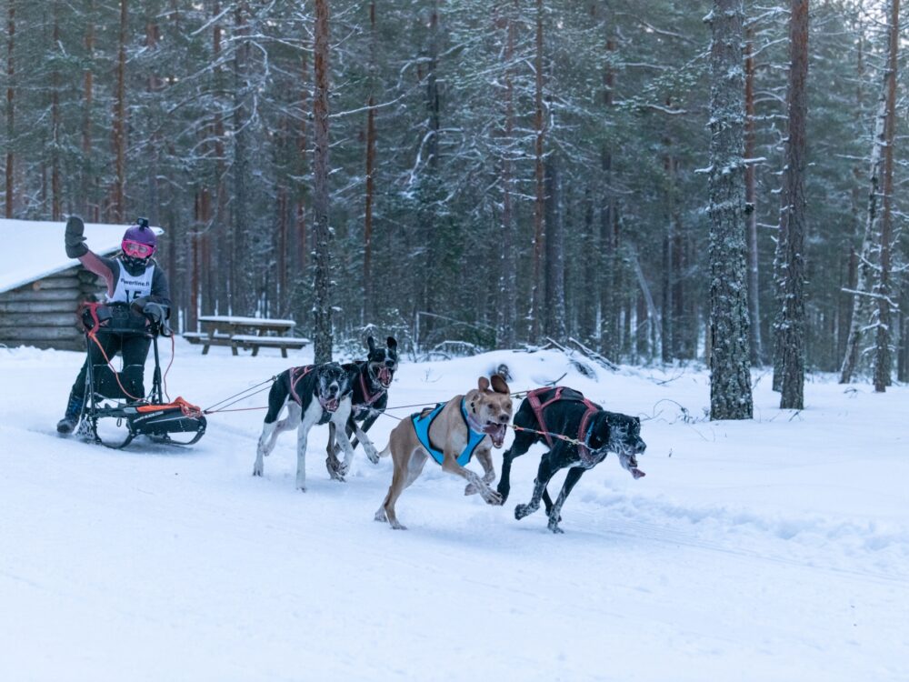 Koiravaljakko talvella Jämillä.